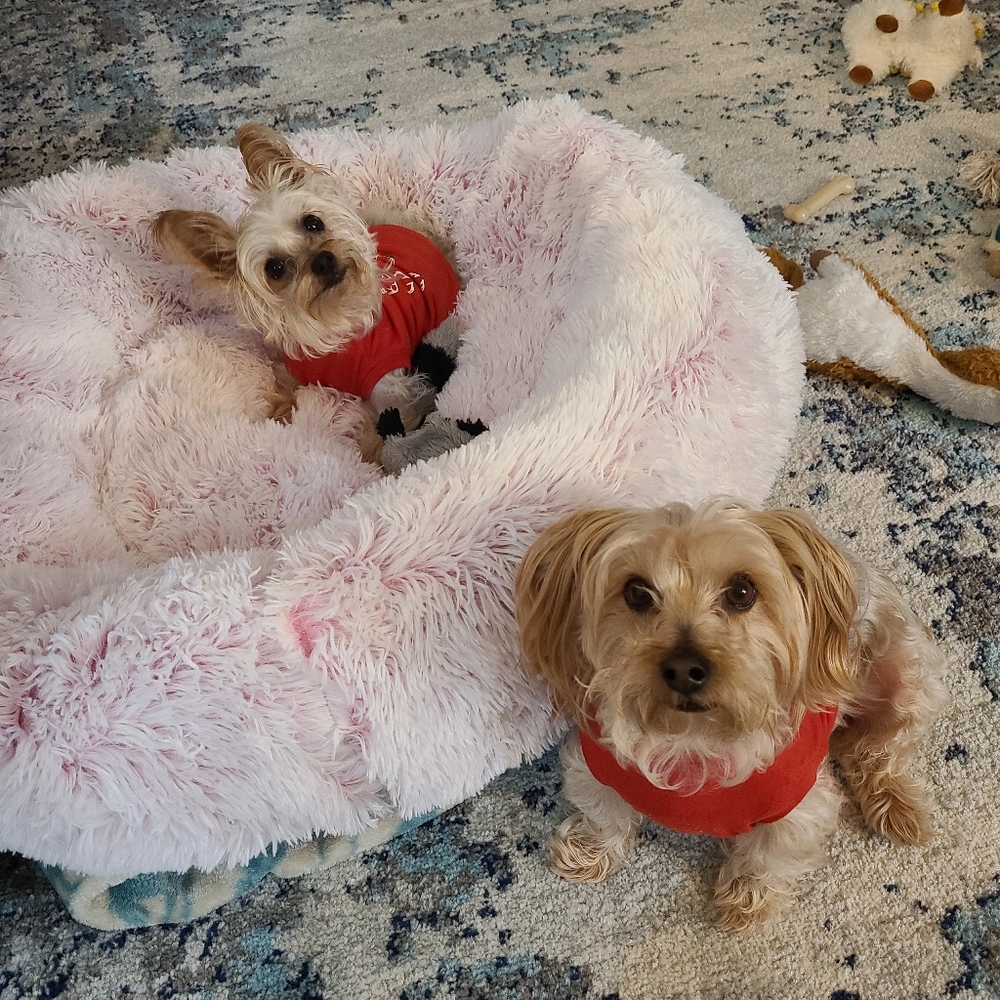 Meet your Posher, Tucker, and Jellybean